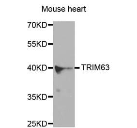 Western blot - TRIM63 antibody from Signalway Antibody (38580) - Antibodies.com