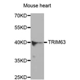 Western blot - TRIM63 antibody from Signalway Antibody (38580) - Antibodies.com