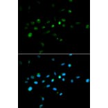 Immunofluorescence - TRIM63 antibody from Signalway Antibody (38580) - Antibodies.com