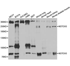 Western blot - NOTCH3 antibody from Signalway Antibody (38587) - Antibodies.com