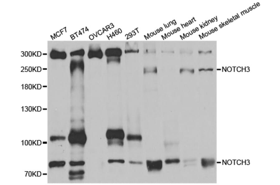 Western blot - NOTCH3 antibody from Signalway Antibody (38587) - Antibodies.com