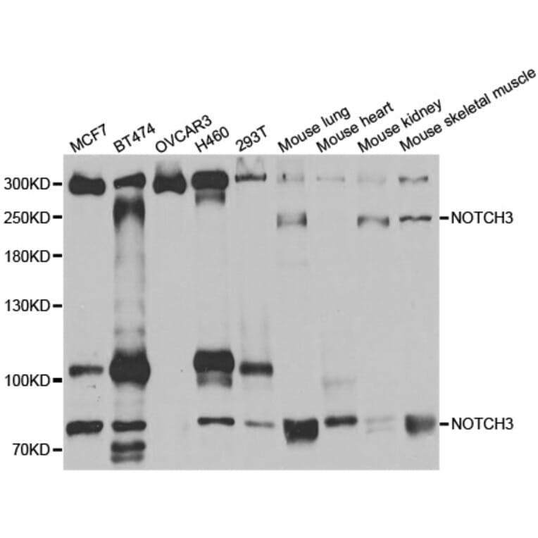 Western blot - NOTCH3 antibody from Signalway Antibody (38587) - Antibodies.com