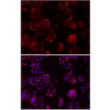 Immunofluorescence - NOTCH3 antibody from Signalway Antibody (38587) - Antibodies.com