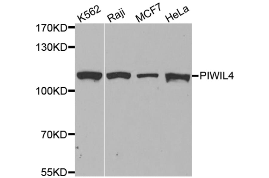 Western blot - PIWIL4 antibody from Signalway Antibody (38601) - Antibodies.com