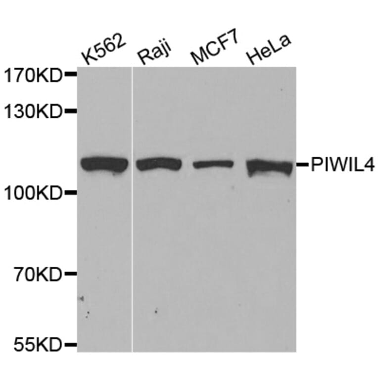 Western blot - PIWIL4 antibody from Signalway Antibody (38601) - Antibodies.com