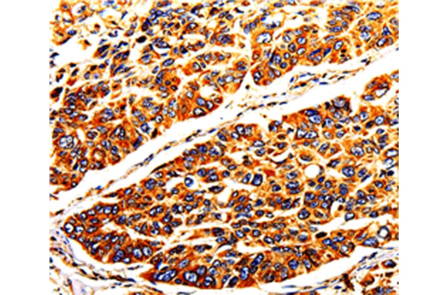 Immunohistochemistry - TUBA4A antibody from Signalway Antibody (38626) - Antibodies.com