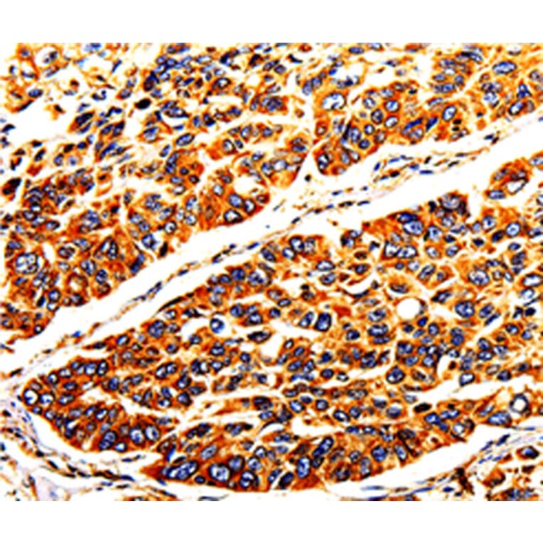 Immunohistochemistry - TUBA4A antibody from Signalway Antibody (38626) - Antibodies.com