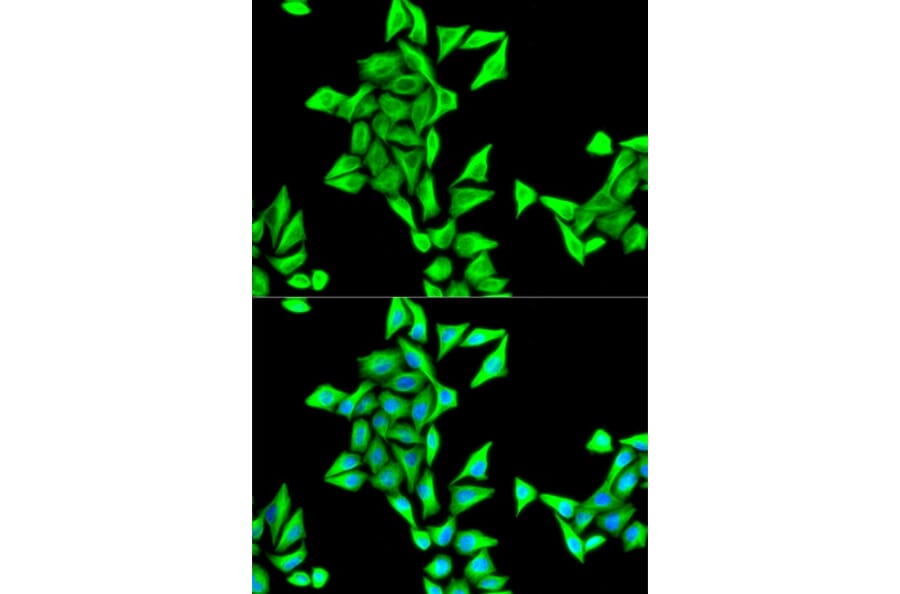Immunofluorescence - TUBA4A antibody from Signalway Antibody (38626) - Antibodies.com