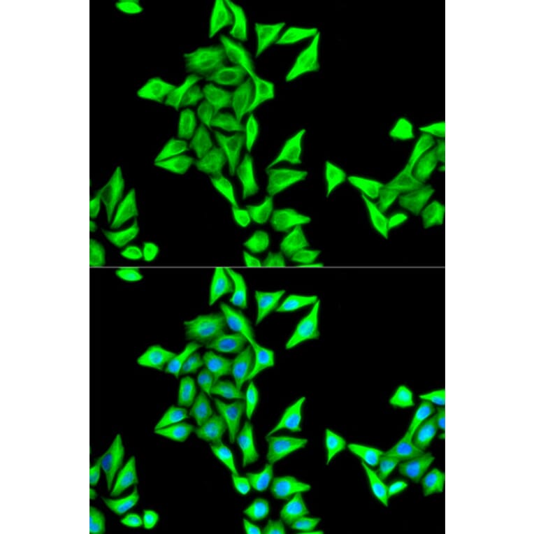 Immunofluorescence - TUBA4A antibody from Signalway Antibody (38626) - Antibodies.com