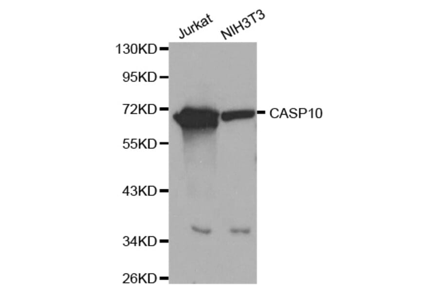 Western blot - CASP10 antibody from Signalway Antibody (39203) - Antibodies.com
