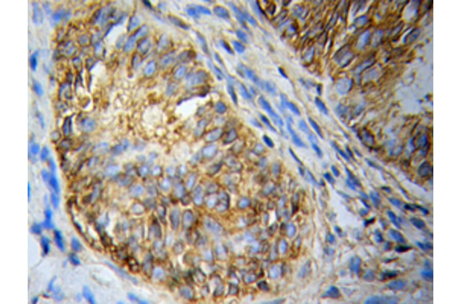 Immunohistochemistry - CASP10 antibody from Signalway Antibody (39203) - Antibodies.com