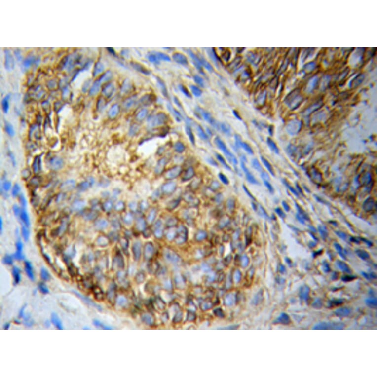 Immunohistochemistry - CASP10 antibody from Signalway Antibody (39203) - Antibodies.com