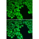 Immunofluorescence - CASP10 antibody from Signalway Antibody (39203) - Antibodies.com