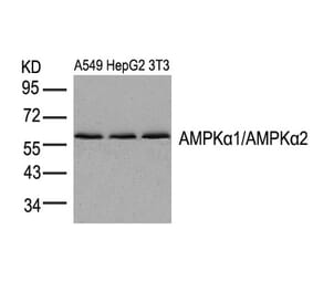 Western blot - AMPKa1/AMPKa2 (Ab-174/172) Antibody from Signalway Antibody (21191) - Antibodies.com