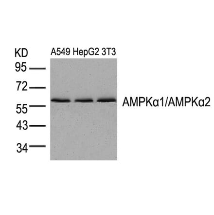 Western blot - AMPKa1/AMPKa2 (Ab-174/172) Antibody from Signalway Antibody (21191) - Antibodies.com
