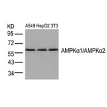 Western blot - AMPKa1/AMPKa2 (Ab-174/172) Antibody from Signalway Antibody (21191) - Antibodies.com