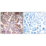 Immunohistochemistry - AMPKa1/AMPKa2 (Ab-174/172) Antibody from Signalway Antibody (21191) - Antibodies.com