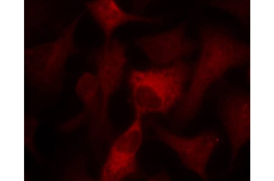 Immunofluorescence - AMPKa1/AMPKa2 (Ab-174/172) Antibody from Signalway Antibody (21191) - Antibodies.com