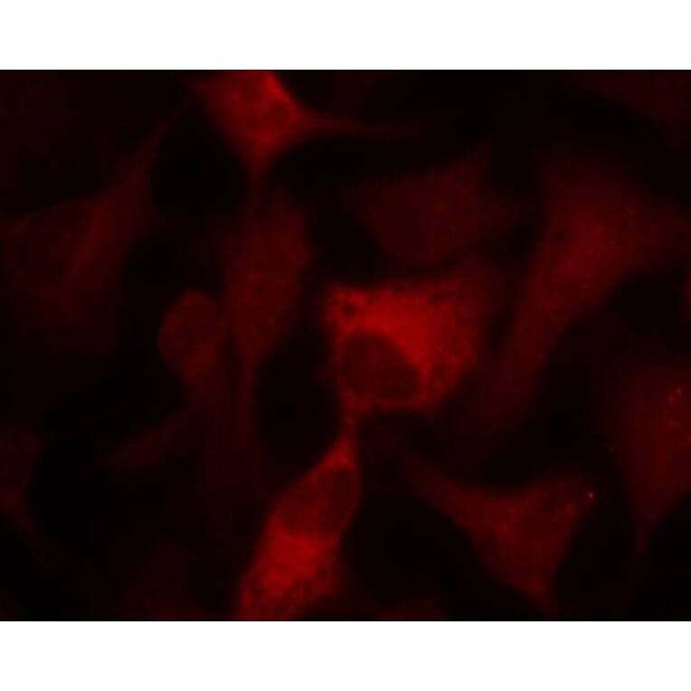 Immunofluorescence - AMPKa1/AMPKa2 (Ab-174/172) Antibody from Signalway Antibody (21191) - Antibodies.com