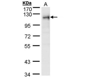 ribosome binding protein 1 antibody from Signalway Antibody (22033) - Antibodies.com