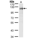 ribosome binding protein 1 antibody from Signalway Antibody (22033) - Antibodies.com