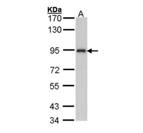 ribosome binding protein 1 antibody from Signalway Antibody (22035) - Antibodies.com