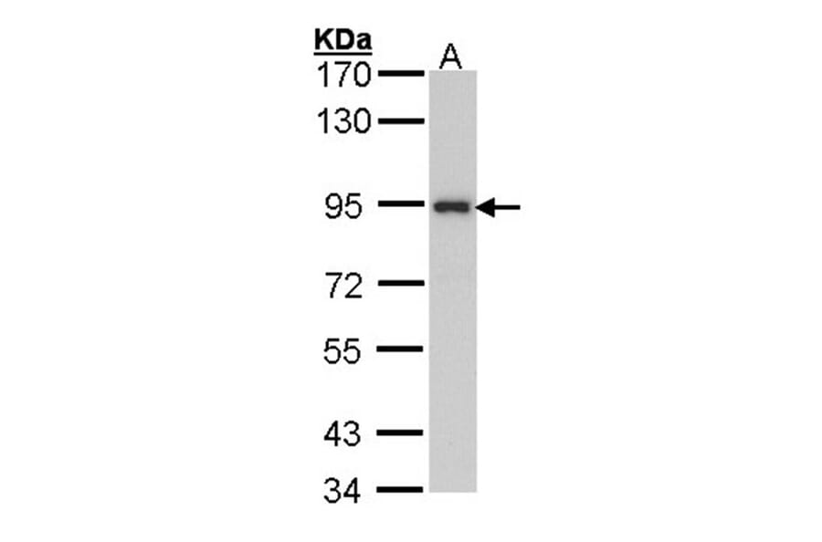 ribosome binding protein 1 antibody from Signalway Antibody (22035) - Antibodies.com