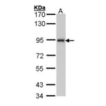 ribosome binding protein 1 antibody from Signalway Antibody (22035) - Antibodies.com