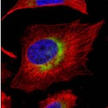 ribosome binding protein 1 antibody from Signalway Antibody (22035) - Antibodies.com