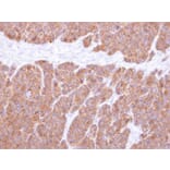 Immunohistochemistry - Vps20-associated 1 homolog antibody from Signalway Antibody (22529) - Antibodies.com