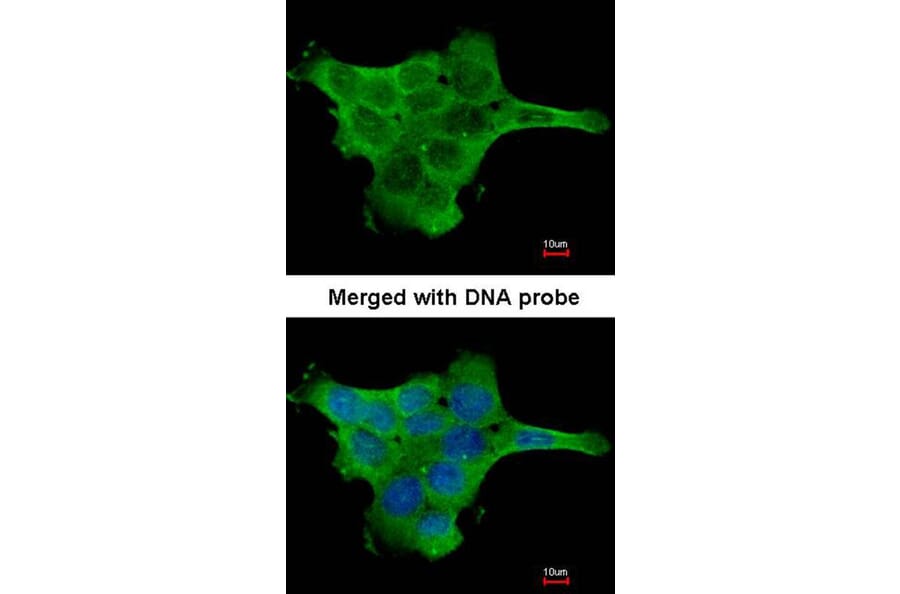 Immunofluorescence - Pyruvate Kinase (liver/RBC) antibody from Signalway Antibody (22570) - Antibodies.com