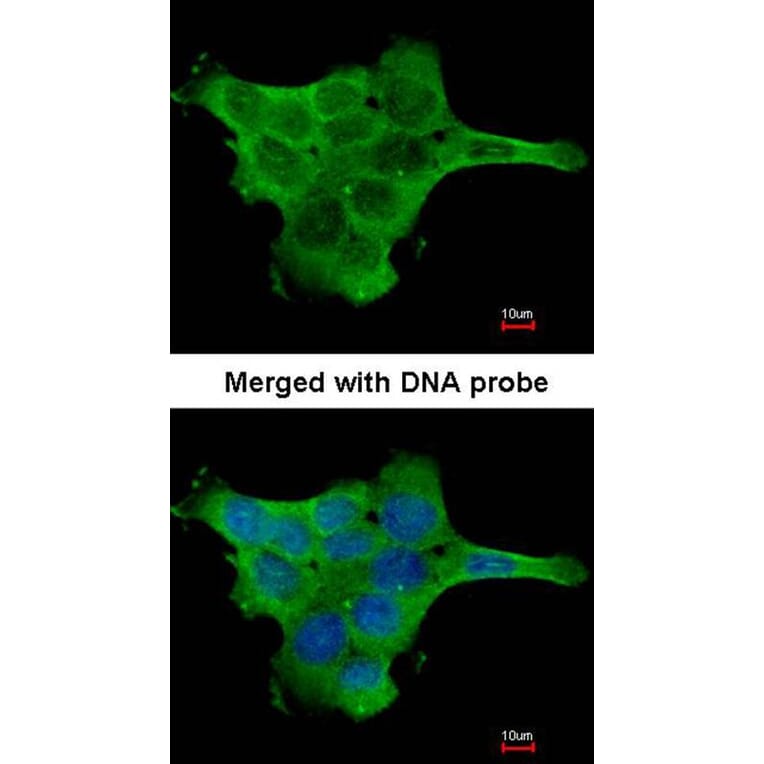 Immunofluorescence - Pyruvate Kinase (liver/RBC) antibody from Signalway Antibody (22570) - Antibodies.com