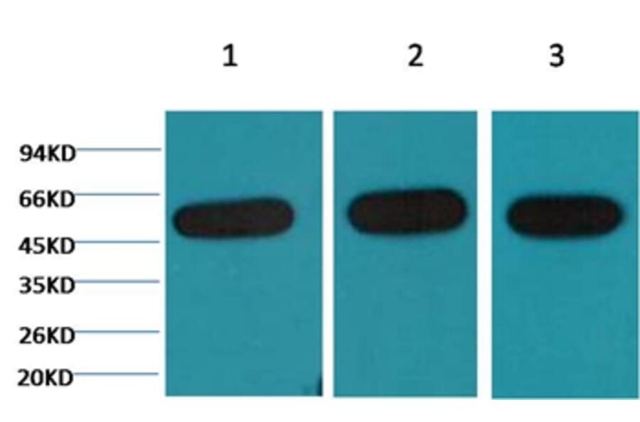 Western blot - β-tubulin Mouse Monoclonal Antibody from Signalway Antibody (38075) - Antibodies.com