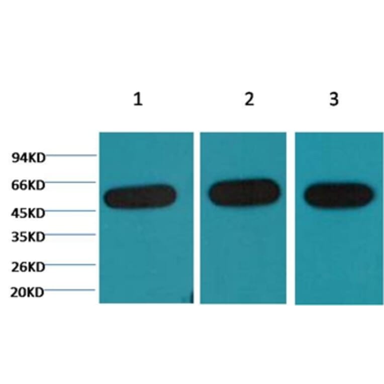 Western blot - β-tubulin Mouse Monoclonal Antibody from Signalway Antibody (38075) - Antibodies.com
