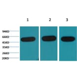 Western blot - β-tubulin Mouse Monoclonal Antibody from Signalway Antibody (38075) - Antibodies.com