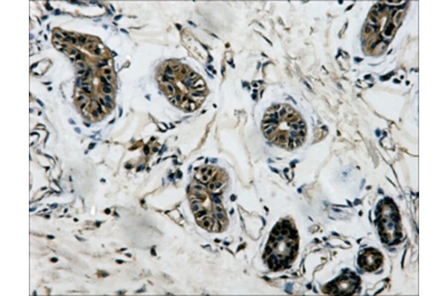 β-tubulin Mouse Monoclonal Antibody from Signalway Antibody (38075) - Antibodies.com