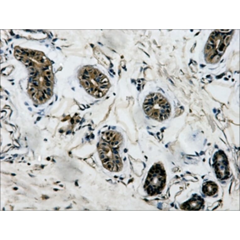 β-tubulin Mouse Monoclonal Antibody from Signalway Antibody (38075) - Antibodies.com