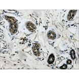 β-tubulin Mouse Monoclonal Antibody from Signalway Antibody (38075) - Antibodies.com