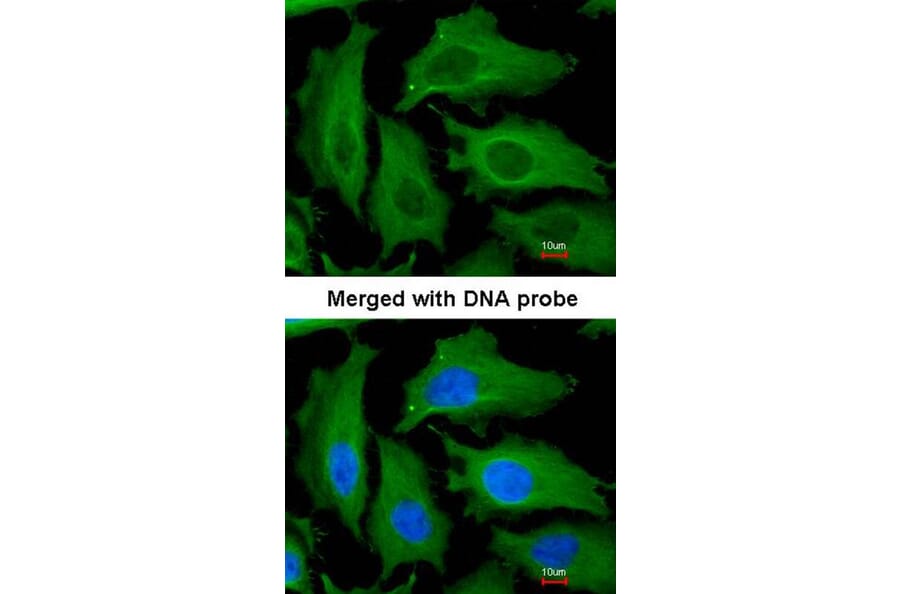 Immunofluorescence - DECR1 antibody from Signalway Antibody (22016) - Antibodies.com