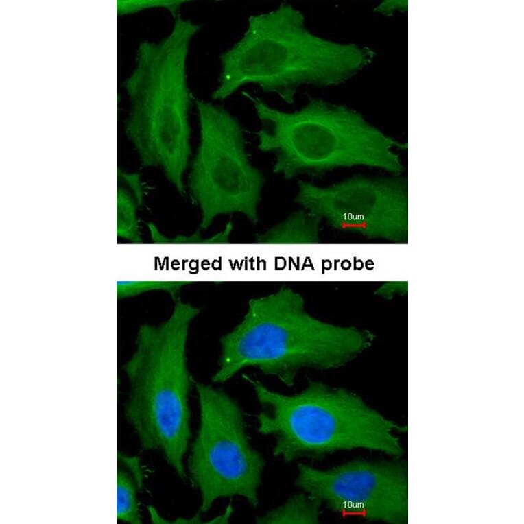 Immunofluorescence - DECR1 antibody from Signalway Antibody (22016) - Antibodies.com