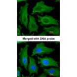 Immunofluorescence - DECR1 antibody from Signalway Antibody (22016) - Antibodies.com