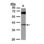 PYST2 antibody from Signalway Antibody (22021) - Antibodies.com