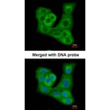 Immunofluorescence - PYST2 antibody from Signalway Antibody (22021) - Antibodies.com