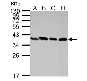 PEX19 antibody from Signalway Antibody (22022) - Antibodies.com