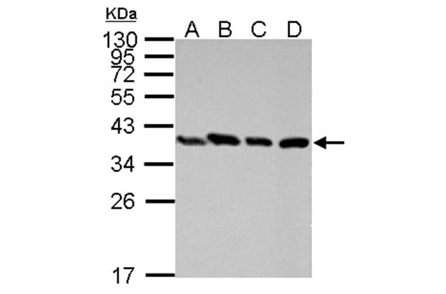 PEX19 antibody from Signalway Antibody (22022) - Antibodies.com