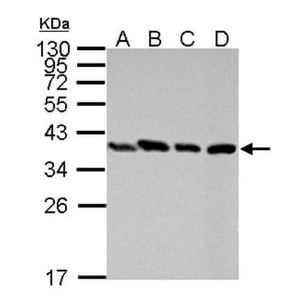 PEX19 antibody from Signalway Antibody (22022) - Antibodies.com
