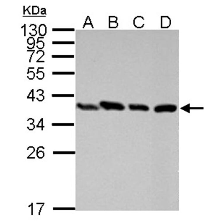 PEX19 antibody from Signalway Antibody (22022) - Antibodies.com