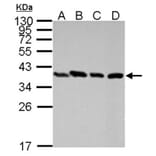 PEX19 antibody from Signalway Antibody (22022) - Antibodies.com