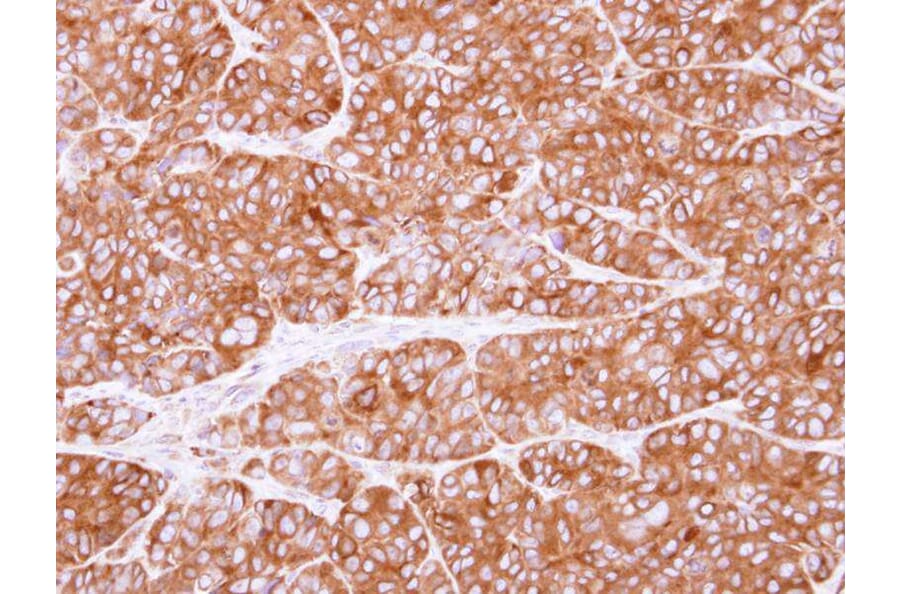 Immunohistochemistry - PEX19 antibody from Signalway Antibody (22022) - Antibodies.com
