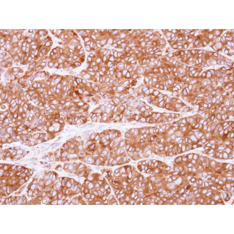 Immunohistochemistry - PEX19 antibody from Signalway Antibody (22022) - Antibodies.com